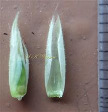  Calyx and Ovary (L) and bifid Sepal(R)